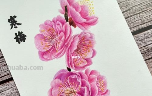 梅花拿彩铅怎么画 雪梅彩铅画？
