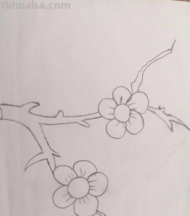 梅花拿彩铅怎么画 雪梅彩铅画？