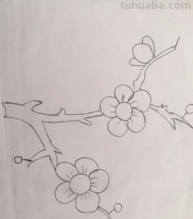 梅花拿彩铅怎么画 雪梅彩铅画？