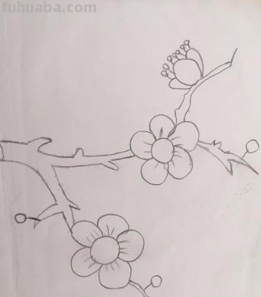 梅花拿彩铅怎么画 雪梅彩铅画？