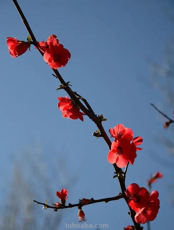 梅花拿彩铅怎么画 雪梅彩铅画？