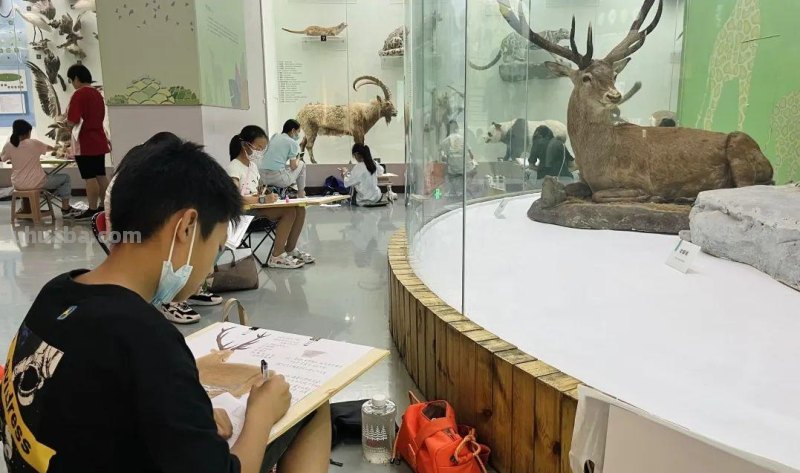 笔尖下的博物馆-2023年自然博物馆“写生”（第一期）