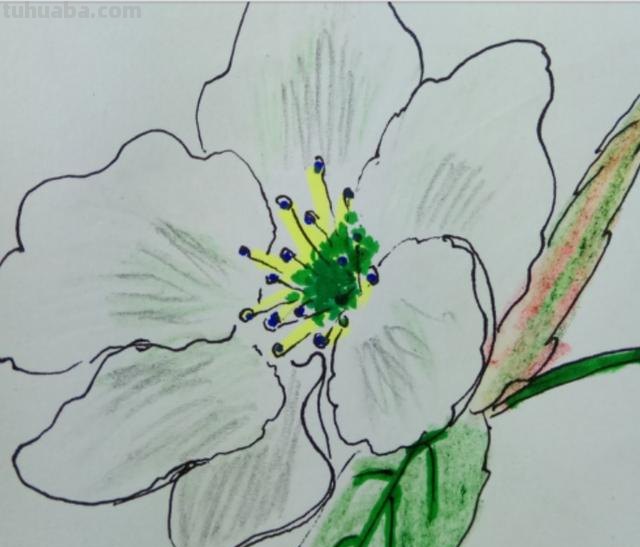 梨的简笔画怎么画 三年级梨树简单又漂亮的画? 梨的简笔画怎么画 三年级梨树简单又漂亮的画?