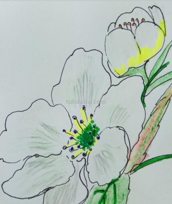 梨的简笔画怎么画 三年级梨树简单又漂亮的画? 梨的简笔画怎么画 三年级梨树简单又漂亮的画?