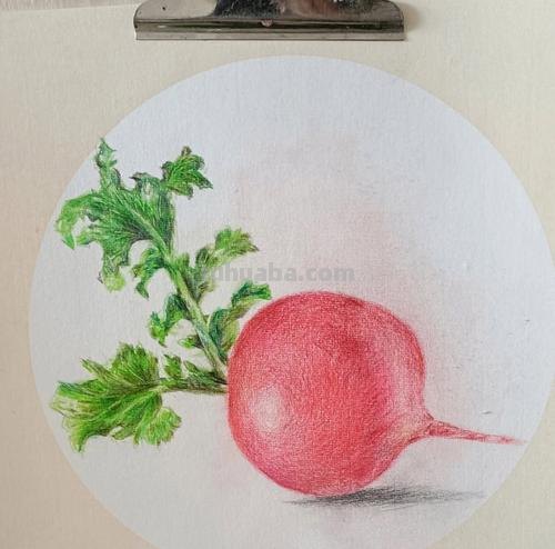 萝卜怎么画复杂彩铅 萝卜怎么画？