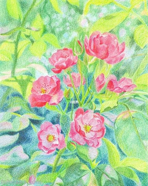 花朵怎么画 彩铅色 爬墙蔷薇花怎么用彩铅画？