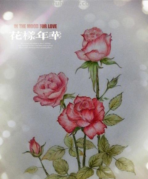 花朵怎么画 彩铅色 爬墙蔷薇花怎么用彩铅画？