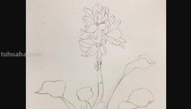 花朵怎么画 彩铅色 爬墙蔷薇花怎么用彩铅画？