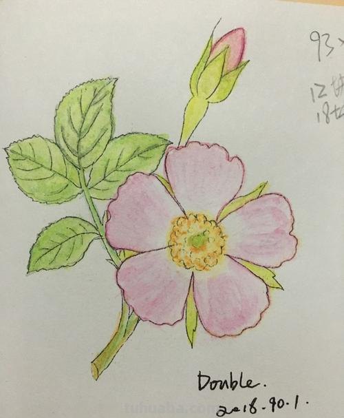 花朵怎么画 彩铅色 爬墙蔷薇花怎么用彩铅画？