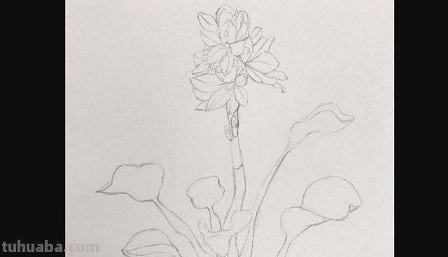 花朵怎么画 彩铅色 爬墙蔷薇花怎么用彩铅画？