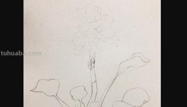 花朵怎么画 彩铅色 爬墙蔷薇花怎么用彩铅画？