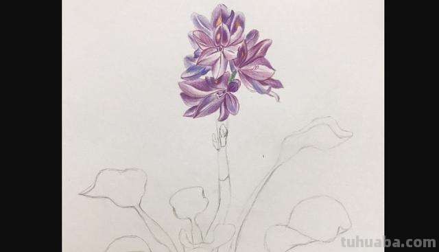 花朵怎么画 彩铅色 爬墙蔷薇花怎么用彩铅画？