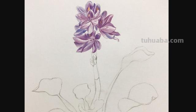 花朵怎么画 彩铅色 爬墙蔷薇花怎么用彩铅画？