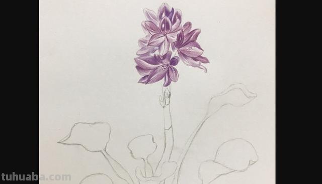 花朵怎么画 彩铅色 爬墙蔷薇花怎么用彩铅画？