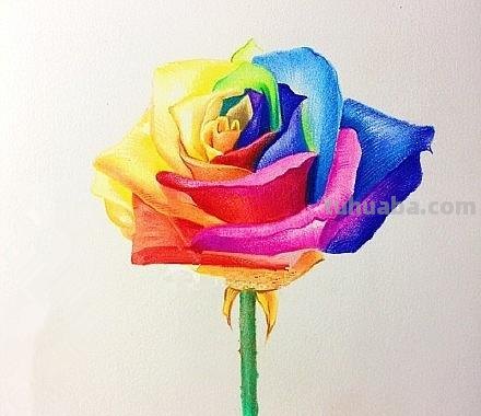 花朵怎么画 彩铅色 爬墙蔷薇花怎么用彩铅画？