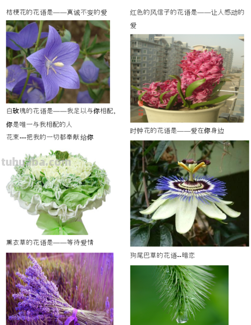 花语大全：各种鲜花的花语，不同颜色寓意也不一样啊