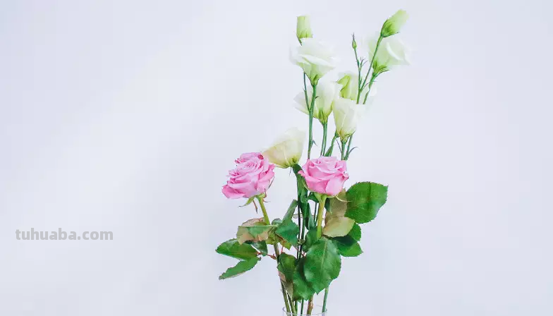 花语大全：各种鲜花的花语，不同颜色寓意也不一样啊