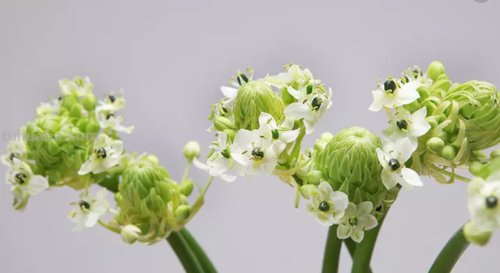 花语大全：各种鲜花的花语，不同颜色寓意也不一样啊