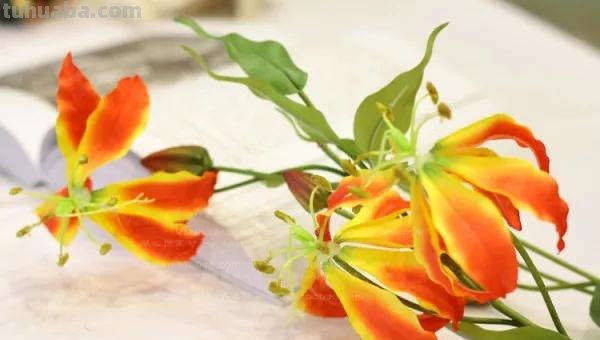 花语大全：各种鲜花的花语，不同颜色寓意也不一样啊