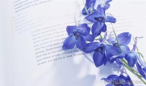 花语大全：各种鲜花的花语，不同颜色寓意也不一样啊