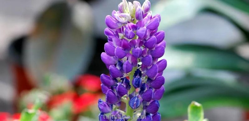 花语大全：各种鲜花的花语，不同颜色寓意也不一样啊