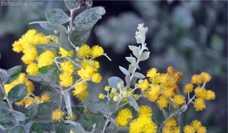 花语大全：各种鲜花的花语，不同颜色寓意也不一样啊
