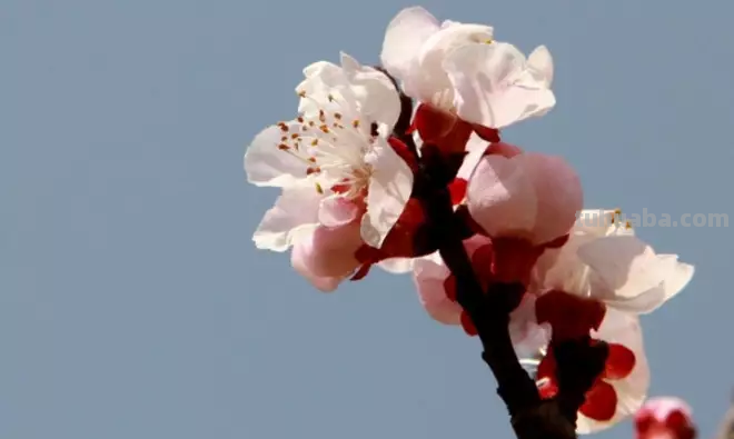花语大全：各种鲜花的花语，不同颜色寓意也不一样啊