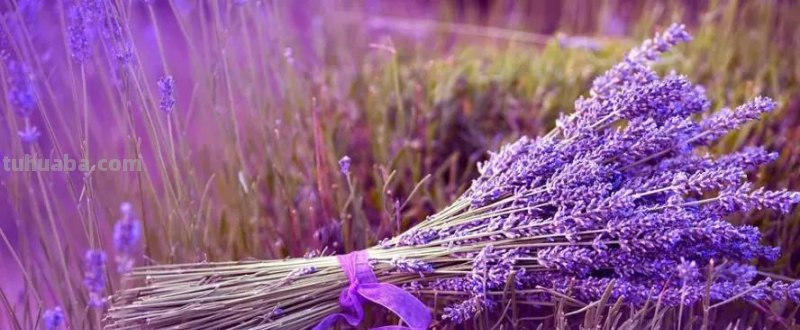 花语大全：各种鲜花的花语，不同颜色寓意也不一样啊