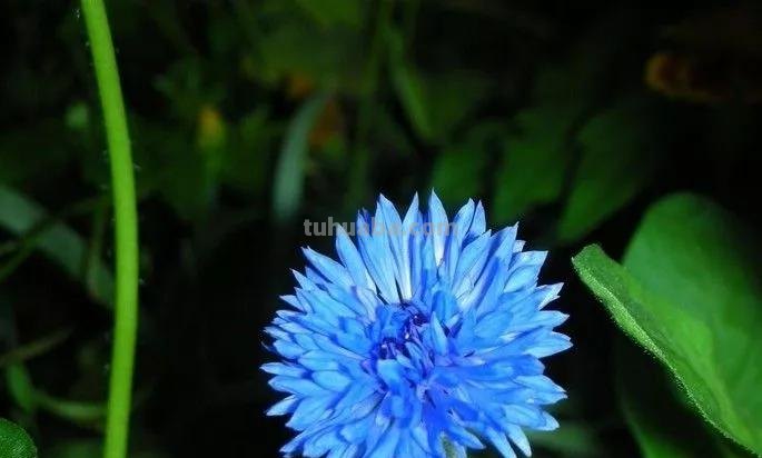花语大全：各种鲜花的花语，不同颜色寓意也不一样啊