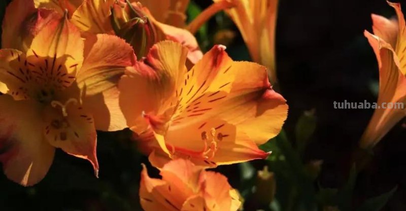 花语大全：各种鲜花的花语，不同颜色寓意也不一样啊