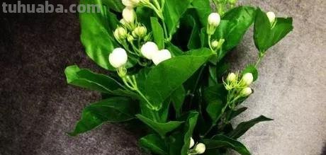 花语大全：各种鲜花的花语，不同颜色寓意也不一样啊