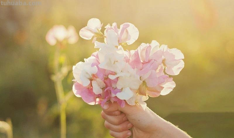 花语大全：各种鲜花的花语，不同颜色寓意也不一样啊