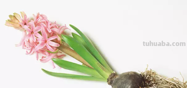 花语大全：各种鲜花的花语，不同颜色寓意也不一样啊