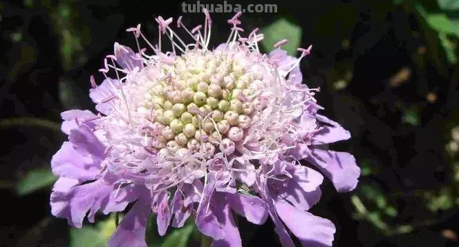 花语大全：各种鲜花的花语，不同颜色寓意也不一样啊