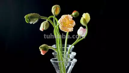 花语大全：各种鲜花的花语，不同颜色寓意也不一样啊