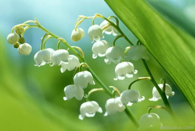 花语大全：各种鲜花的花语，不同颜色寓意也不一样啊