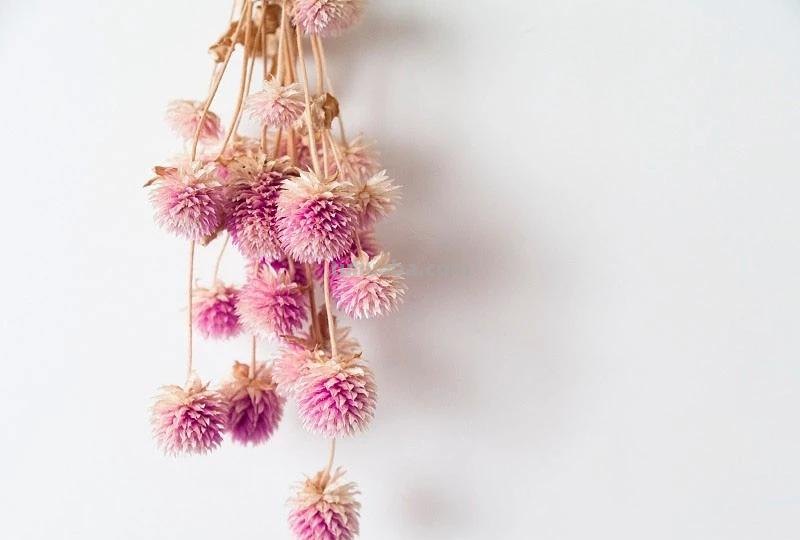 花语大全：各种鲜花的花语，不同颜色寓意也不一样啊