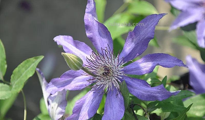 花语大全：各种鲜花的花语，不同颜色寓意也不一样啊