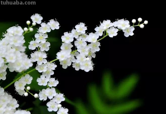 花语大全：各种鲜花的花语，不同颜色寓意也不一样啊