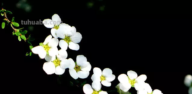 花语大全：各种鲜花的花语，不同颜色寓意也不一样啊