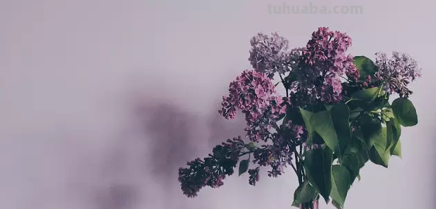 花语大全：各种鲜花的花语，不同颜色寓意也不一样啊
