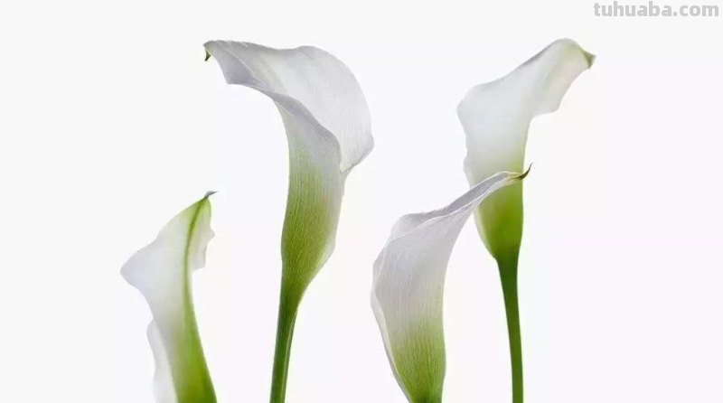 花语大全：各种鲜花的花语，不同颜色寓意也不一样啊