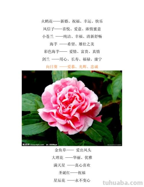 花语大全，你对花语有多少了解呢？