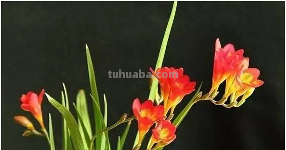 花语大全，你对花语有多少了解呢？