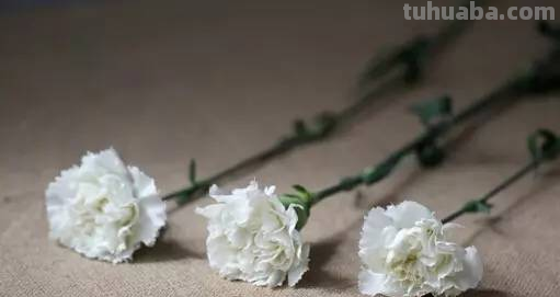 花语大全，你对花语有多少了解呢？