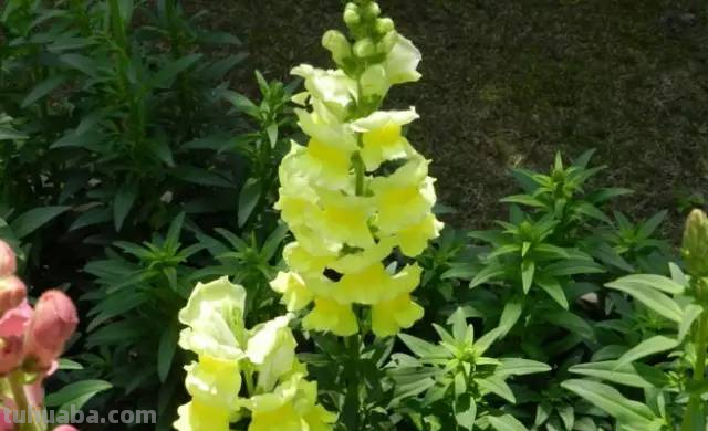 花语大全，你对花语有多少了解呢？