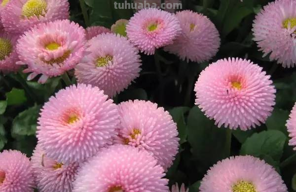 花语大全，你对花语有多少了解呢？
