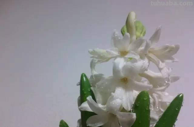 花语大全，你对花语有多少了解呢？