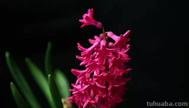 花语大全，你对花语有多少了解呢？