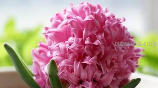 花语大全，你对花语有多少了解呢？